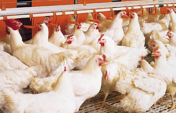 養雞切忌盲目用藥，要以獸醫的判斷為準