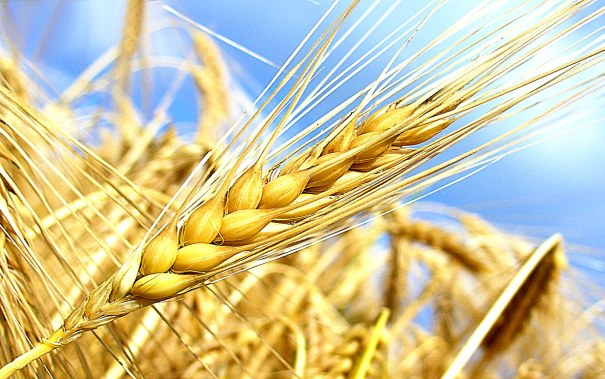 怎樣判斷一個小麥品種是否高產？