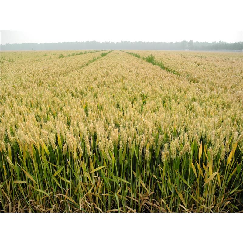 小麥防凍劑這樣搭配便宜又增產