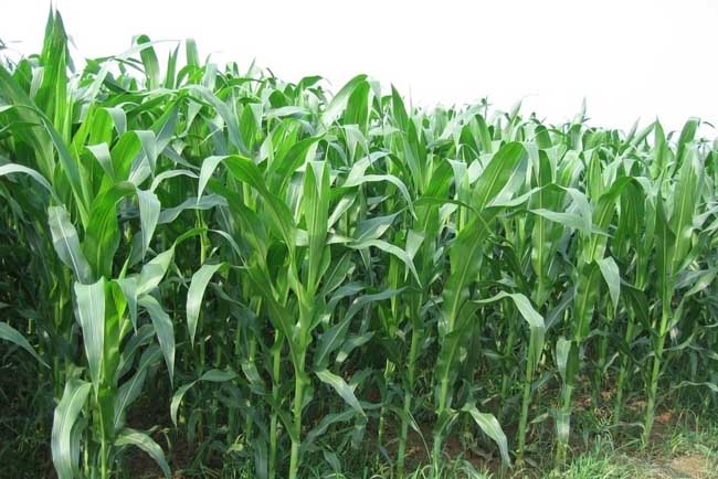 玉米粘蟲的發生與防治